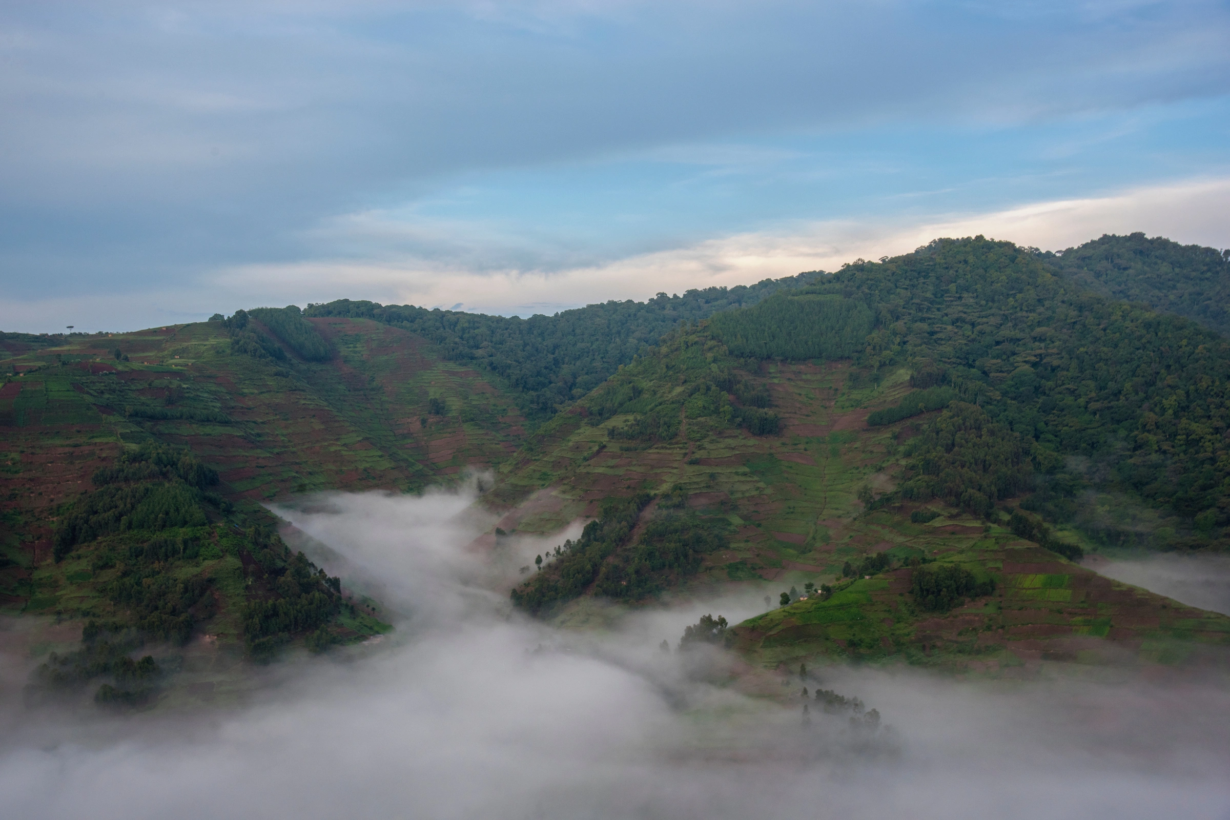 Bwindi_Impenetrable_Forest_National_Park[1].webp